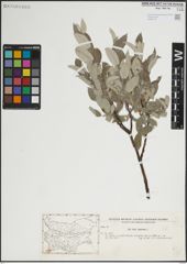 Foto von Salix lapponum L.